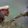 ASHFORD P.S GREAT TIT WAITING FOR SPOILS FROM RED SQUIRREL by RICHARD NUTTER