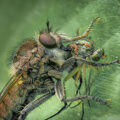 BexleyheathPS Robber fly with prey Sue North DPAGB
