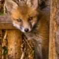 HERNE BAY Fox Cub by Steve Baxter,