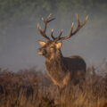 MALLING Stag in Morning Light by Sandy Truckell