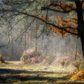 Misty Morning, Hemsted Forest by Ray Bridges LRPS CPAGB ADPS BPE4 AFIAP Hon CPE