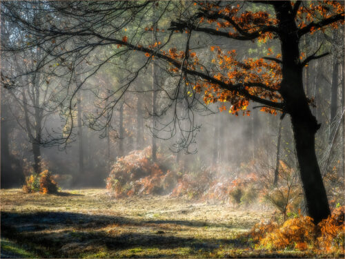 Misty Morning, Hemsted Forest by Ray Bridges LRPS CPAGB ADPS BPE4 AFIAP Hon CPE