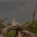 ORPIINGTON P.S Leopard in a lightning storm by Philip Brown LRPS