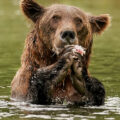 SEAFORD P.S Brown Bear Eating Salmon by Sandra Mitchell