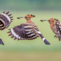 Tonbridge C.C HOOPOE FEEDING YOUNG IN FLIGHT by David Godfrey DPAGB